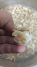 大黃蜆子鮮活無(wú)沙蛤蜊大文貝扇貝海鮮貝類(lèi)丹東黃蜆【順豐特快】 5斤(凈重)  （110-130粒） 丹東大黃蜆子 曬單實(shí)拍圖