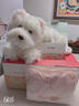 Chongker寵客西高地小狗雙肩背包仿真玩偶毛絨玩具娃女友兒童生日新年禮物 西高地背包-連衣裙款 40*20*20cm 曬單實(shí)拍圖