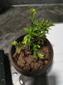 禪意小葉赤楠老樁盆景苗植物花卉微景觀(guān)辦公室內好養四季常青盆栽 3年赤楠+百福紫砂盆 隨機一個(gè)鏤空底座+肥料 曬單實(shí)拍圖