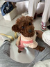 智宙 泰迪衣服狗狗衣服秋冬小型犬保暖比熊小狗博美幼犬冬季寵物加厚 棕色M碼（建議4-6斤） 【升級加絨加厚款】 曬單實(shí)拍圖