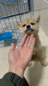 咯咪日本柴犬幼犬純種寵物狗狗活體短毛犬赤柴犬豆柴雙血統(tǒng)微笑犬狗子 寵物級(jí)  公 曬單實(shí)拍圖