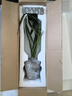 八芽建蘭素心盆栽天香素濃香型觀蘭花植物室內(nèi)四季好養(yǎng)名貴帶花苞花卉 建蘭-喜上枝頭盆-方托、紫砂托 帶盆栽好 曬單實(shí)拍圖
