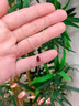 廷亮 為愛(ài)加冕 天然鴿血紅紅寶石項鏈18K金鑲嵌鉆石 愛(ài)的禮物 1克拉鴿血紅 曬單實(shí)拍圖
