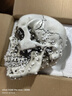 美善模型高精度仿真人頭骨模型樹(shù)脂骷髏頭藝術(shù)用 頭骨美術(shù)臨摹模型 樹(shù)脂骷髏頭靜物繪畫(huà) 人體肌肉骨骼解剖 樹(shù)脂頭骨-下巴一體 曬單實(shí)拍圖