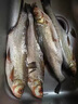 鄧剛推薦釣黃尾餌料小藥專(zhuān)用打窩料配方青尾紅尾鲴誘魚(yú)劑春季促食 誘黃尾靈(香味版) 釣貨個(gè)體偏大 曬單實(shí)拍圖