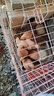 正宗三黃雞雞苗一斤散養(yǎng)小雞母雞產(chǎn)蛋王黃柴雞脫溫活一斤活雞苗 1斤左右乄三黃雞6只【6母】 曬單實拍圖