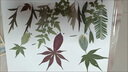 皓梵潔樹(shù)葉貼畫(huà)手工diy材料包干樹(shù)葉畫(huà)材料真植物標(biāo)本幼兒園寶寶魚(yú) 【金魚(yú)覓食】 兒童diy手工貼畫(huà) 【送鑷子、膠水、卡紙】工具 曬單實(shí)拍圖