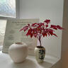 京悠雨德國品質(zhì)火焰南天竹盆栽紅葉植物觀(guān)葉盆景室內耐寒年宵花卉辦公室 火焰南天竹+原盆原土 【紅火吉祥年宵花】 帶盆栽好 曬單實(shí)拍圖