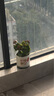 長(cháng)壽花 重瓣盆栽苗 多肉盆栽植物 桌面盆栽盆栽 整盆 帶盆帶土 長(cháng)壽花紅色一盆（帶花苞 曬單實(shí)拍圖