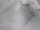 樂淘逸寵樂淘逸寵淡水鯊魚活體熱帶觀賞魚大型虎頭鯊龍魚配魚 10-12cm藍鯊1條 曬單實拍圖