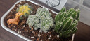 八芽【沙漠便當】仙人掌盆栽植物室內(nèi)綠植花卉辦公室桌面解壓送禮禮物 多肉便當*萬重山+星兜+白鳥+吊牌 含盆 曬單實拍圖