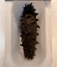官棧 鮮燉海參 中檢院溯源大連海參遼參 營養(yǎng)滋補(bǔ)品 送父母禮盒補(bǔ)品 鮮燉海參 2.16kg （9S季套餐） 曬單實(shí)拍圖