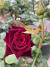 京悠雨黑巴克玫瑰花苗月季花苗四季開(kāi)花帶花苞盆栽老樁樹(shù)苗玫瑰花種花卉 【云南老樁】黑巴克3顆 曬單實(shí)拍圖