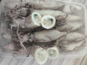 烏海兔子滿籽全籽帶籽鮮活小魷魚海鮮水產(chǎn)墨魚仔筆管魷筆管魚 籽烏 325g(凈重)  2包 曬單實拍圖
