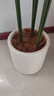 未歐天堂鳥假綠植仿真植物落地盆栽室內(nèi)大型仿生樹裝飾仿真花客廳擺件 1.6米天堂鳥+PP盆2選1 曬單實拍圖