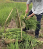 蓿蕾黑麥草種籽子四季多年生牧草種子耐寒畜牧養殖草種喂豬牛羊魚(yú)草 1斤裝：進(jìn)口多年生黑麥草種子（畝用量10斤） 曬單實(shí)拍圖