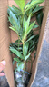藥用連翹樹(shù)苗科研5號連翹苗批發(fā)黃翹老翹青翹苗科研3號迎春花樹(shù)苗 【推薦】二年連翹樹(shù)苗 100棵 曬單實(shí)拍圖
