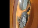 龜糧通用顆粒烏龜飼料小烏龜料草龜鱷龜巴西龜補鈣蝦干魚干蟲龜食 500g散裝(買2實收3.買3實收5) (大粒3mm適合100g-300g) 曬單實拍圖