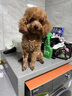 得酷狗狗身份牌定制寵物貓咪小型犬泰迪犬防走丟牌刻字中型犬項(xiàng)圈吊牌 金色骨頭款（備注留言免費(fèi)刻字） XS-超小型1-6斤 曬單實(shí)拍圖