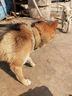 鋒上 狗項圈大型犬戰(zhàn)術(shù)項圈脖圈金毛馬犬德牧拉布拉多狗項圈金屬扣 戰(zhàn)術(shù)項圈（M碼） 曬單實拍圖