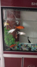 錦鯉魚金魚活魚黃金鯉黑錦鯉紅色魚白錦鯉小型耐活好養(yǎng)冷水蝴蝶鯉 12-14cm黑白紅黃四色8條 曬單實拍圖