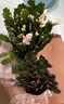 京厽新品重瓣蟹爪蘭盆栽帶花苞耐寒花卉大室內(nèi)陽臺植物易活四季開花 新款-主圖色橙色蟹爪蘭10顆帶花苞+肥料 裸根不帶土 曬單實拍圖