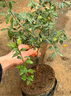 老鴉柿子金彈子盆栽樹苗陽臺室內花卉客廳綠植桌面植物養(yǎng)花掛果 金彈子3年苗高度30cm 曬單實拍圖
