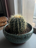 萌肉居金琥仙人球多肉植物盆栽綠植防輻射植物12-16cm裸根1棵源頭直發(fā) 曬單實(shí)拍圖