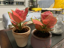 意軒吉利紅盆栽綠植花卉室內(nèi)客廳辦公吸水盆四季好養(yǎng)美觀紅色植物 兩盆、吉利紅【原裝盆】 曬單實(shí)拍圖