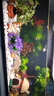 二月花魚缸造景套餐一整套裝飾品擺件仿真水草全套景觀假山小缸造型內(nèi)飾 35-H05套餐 適合長40/50cm的魚缸 不包含魚缸 曬單實拍圖
