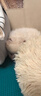 夢茜兒純種博美犬球形博美幼犬活體寵物狗狗茶杯犬博美狗小白狗小體博美 寵物級 精品款 公 曬單實(shí)拍圖