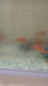 長(zhǎng)銳（CHANGRUI）側(cè)濾魚缸桌面辦公室免換水生態(tài)水草超白水族箱 K800豪華版【長(zhǎng)80 寬30 高40】 曬單實(shí)拍圖