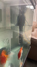 閩江水族閩江魚缸水泵三合一過濾泵過濾器低音潛水泵R3-380/580/1000/1200 R3-1200/20W/不帶吸盤 曬單實(shí)拍圖
