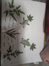 皓梵潔樹(shù)葉貼畫(huà)手工diy材料包干樹(shù)葉畫(huà)材料真植物標(biāo)本幼兒園寶寶魚(yú) 【金魚(yú)覓食】 兒童diy手工貼畫(huà) 【送鑷子、膠水、卡紙】工具 曬單實(shí)拍圖
