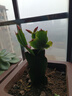 耀強(qiáng)蟹爪蘭多色精品嫁接蟹爪蓮苗綠植盆栽辦公植物室內(nèi)陽(yáng)臺(tái)花卉 花色 嫁接三色宋花架 不含盆 曬單實(shí)拍圖