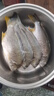 潮海堂海鯛魚黃翅魚鮮活兩去冷凍黃腳立海鮮海魚水產(chǎn)400g/袋聚餐送禮 一袋黃翅魚【350-400g/袋】2-3條 曬單實(shí)拍圖