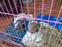 小型侏儒兔子活物鳳眼海棠宿舍寵物網(wǎng)紅迷你兔荷蘭垂耳兔活體 一公一母 曬單實(shí)拍圖