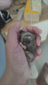 蜜茶幼密蜜袋鼯糧食主糧蜜袋鼬主食沖泡糧倉鼠營養(yǎng)飼料食物奶粉 蜜茶奶粉2罐 曬單實(shí)拍圖