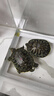 芊姹烏龜活物巴西龜情侶黃金龜寵物觀(guān)賞適合家養的金錢(qián)活體小烏龜 11-12CM【成熟好養】 情侶一對（1公1母） 曬單實(shí)拍圖