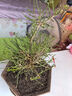 迎春花花苗 盆景微型客廳陽(yáng)臺(tái)辦公室內(nèi)盆栽花卉綠植物 當(dāng)年開(kāi)花 大型盆景 不含盆 曬單實(shí)拍圖