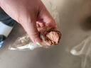 許記純肉風(fēng)干香腸開(kāi)袋即食熟食咸香麻辣香腸香腸無(wú)添加純豬肉地道特產(chǎn) 【單盒】咸香100g*1盒 曬單實(shí)拍圖