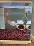 瘋狂水草魚(yú)缸造景裝飾躲避屋裝飾擺件迷你鸚鵡魚(yú)小魚(yú)繁殖屋陶罐魚(yú)窩 【組合搭配】蘑菇屋+白紋罐 曬單實(shí)拍圖