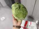 球生菜新鮮漢堡沙拉用生菜球形圓生菜健身輕食沙拉蔬菜食材配菜 1斤優(yōu)選裝 曬單實拍圖