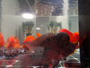 仟湖紅瑞神羅漢魚(yú)飼料增艷成長(zhǎng)起頭專(zhuān)用魚(yú)食財(cái)神血鸚鵡魚(yú)魚(yú)糧高蛋白質(zhì) 中粒430g增艷紅瑞神 曬單實(shí)拍圖