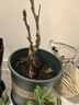 臨雅牡丹花苗正宗山東菏澤洛陽芍藥鮮花大苗室外盆栽重瓣觀賞樹苗花卉 牡丹花王大苗 曬單實拍圖