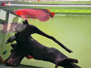 馬印馬印神燈龍魚(yú)燈專(zhuān)用水族箱燈三基色增色燈水草魚(yú)缸燈 led燈防水 馬印增艷神燈(172CM)-(53W)) 曬單實(shí)拍圖
