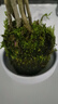 自然空間苔玉球南天竹白馨圓托盆栽室內書(shū)房綠植好養盆景+2營(yíng)養液源頭直發(fā) 曬單實(shí)拍圖