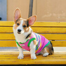 MIKI PAD狗狗衣服春秋條紋針織背心貓咪衣服小型犬夏天透氣比熊泰迪雪納瑞 彩虹條紋毛衣 2XL 胸圍53cm(參考體重20-26斤) 曬單實拍圖
