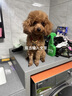 得酷狗狗身份牌定制寵物貓咪小型犬泰迪犬防走丟牌刻字中型犬項(xiàng)圈吊牌 金色骨頭款（備注留言免費(fèi)刻字） XS-超小型1-6斤 曬單實(shí)拍圖