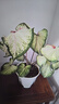 虹越（HONGYUE） 高端綠植彩葉芋盆栽 多品可選室內(nèi)陽臺客廳裝飾觀葉植物 【DH彩葉芋】“胡椒薄荷” 1加侖盆栽 曬單實拍圖
